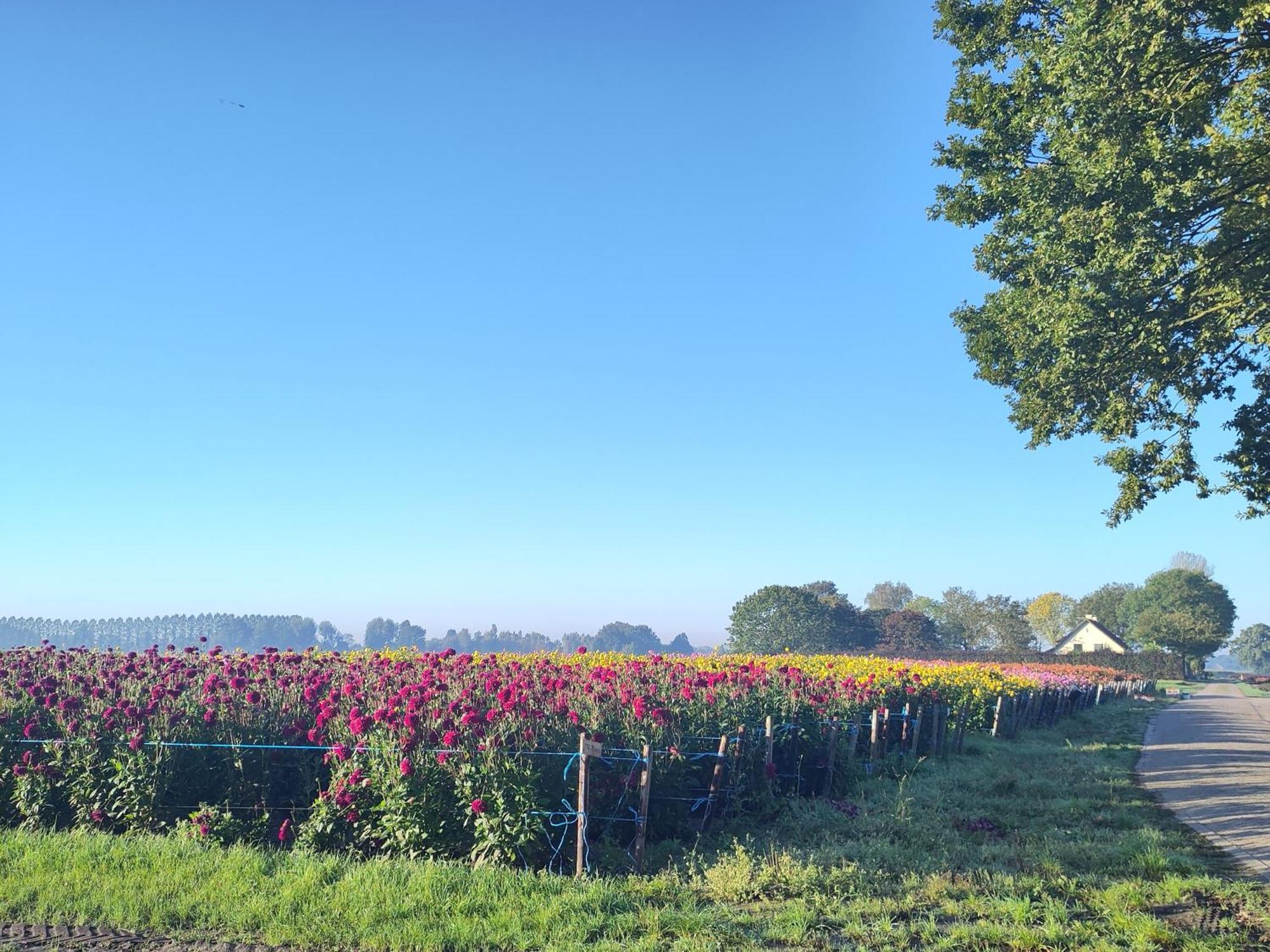 'T Voske Bed and Breakfast Zundert Eksteriør billede