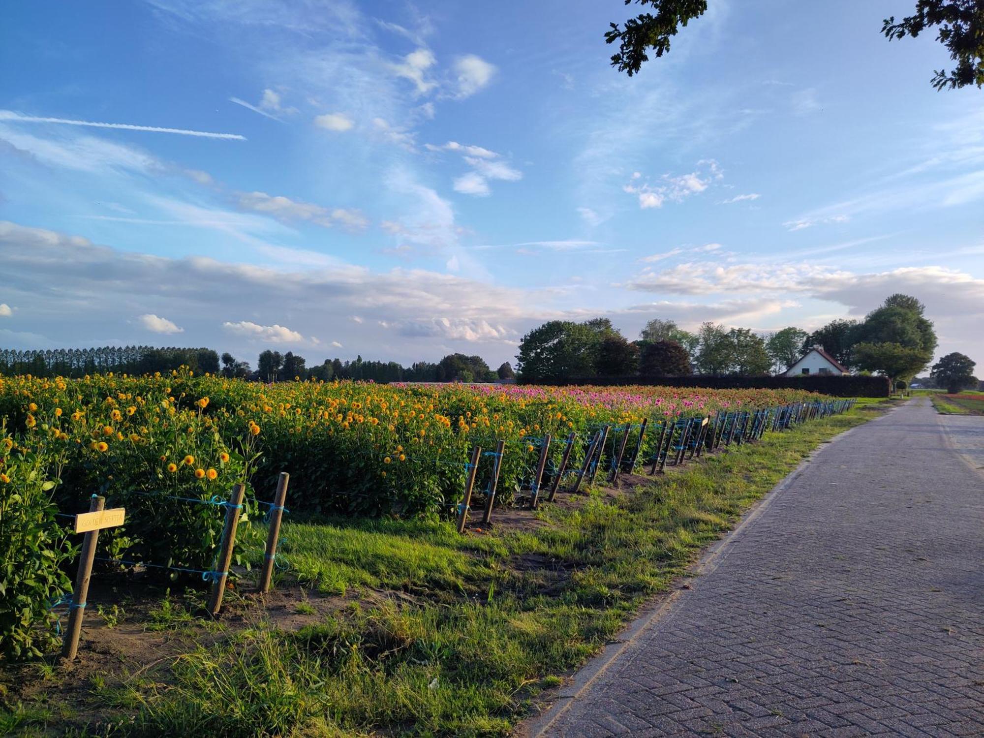 'T Voske Bed and Breakfast Zundert Eksteriør billede