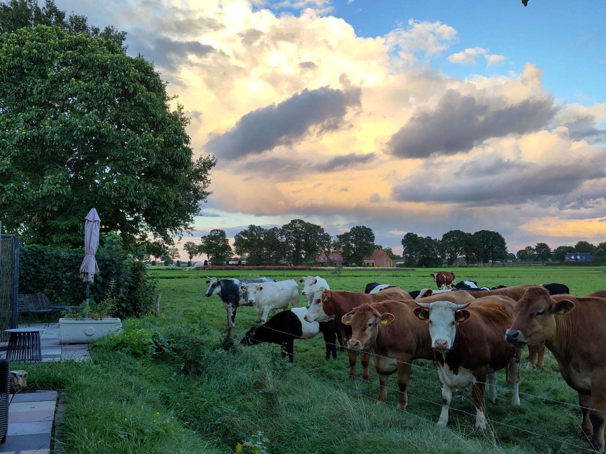 'T Voske Bed and Breakfast Zundert Eksteriør billede